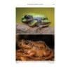 A close up of two different types of frogs