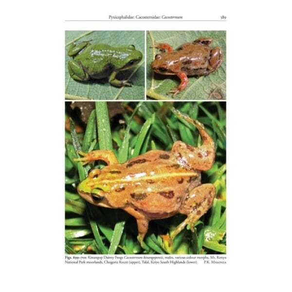 A page of different types of frogs.