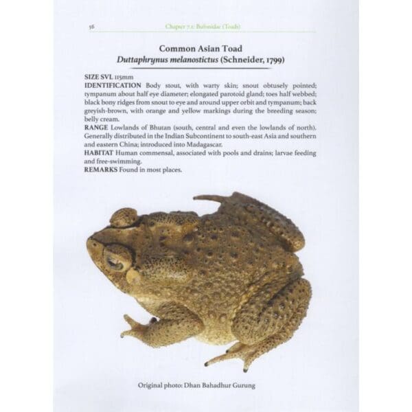 A page of information about the common water toad.